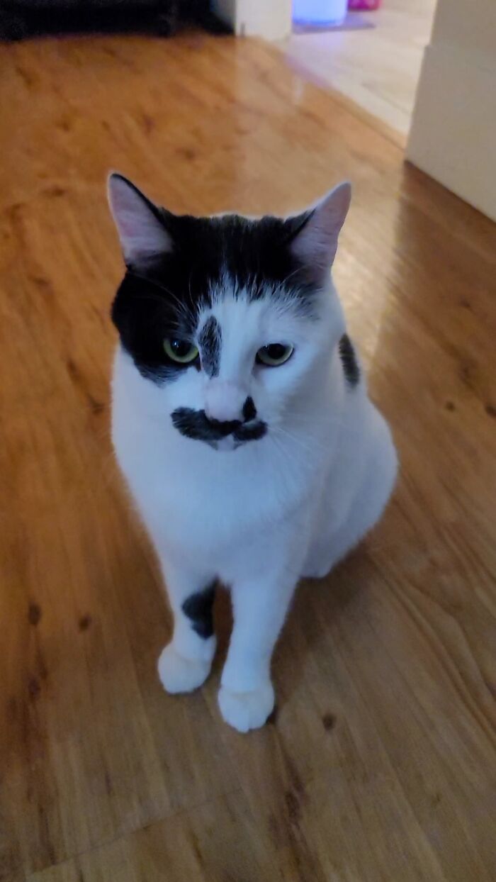 Hey Pandas, Post Your Most Wholesome Image Or Drawing Hey Pandas, Post Your Most Wholesome Image Or Drawing