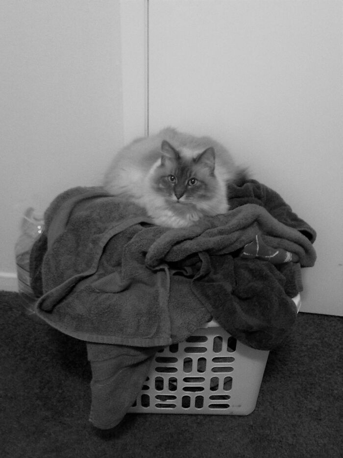 Hey Pandas, Post Your Most Wholesome Image Or Drawing Hey Pandas, Post Your Most Wholesome Image Or Drawing