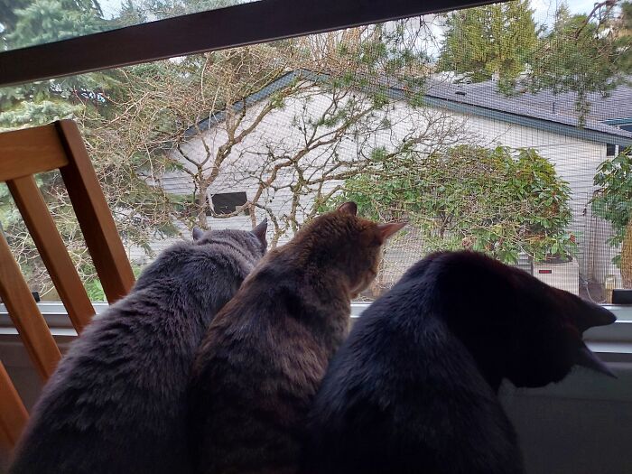 Hey Pandas, Post Your Most Wholesome Image Or Drawing Hey Pandas, Post Your Most Wholesome Image Or Drawing