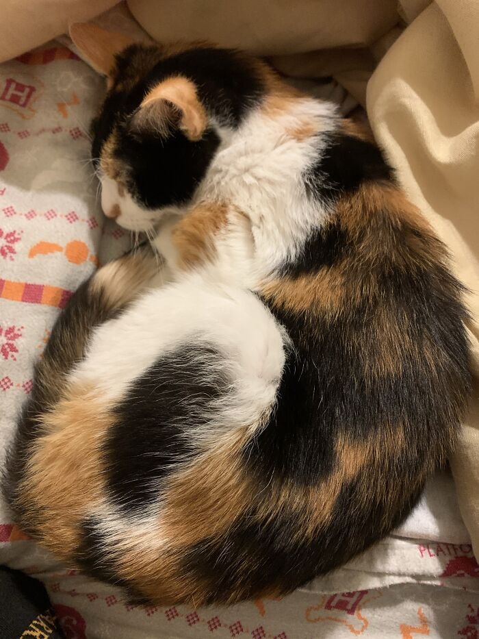 Hey Pandas, Post Your Most Wholesome Image Or Drawing Hey Pandas, Post Your Most Wholesome Image Or Drawing