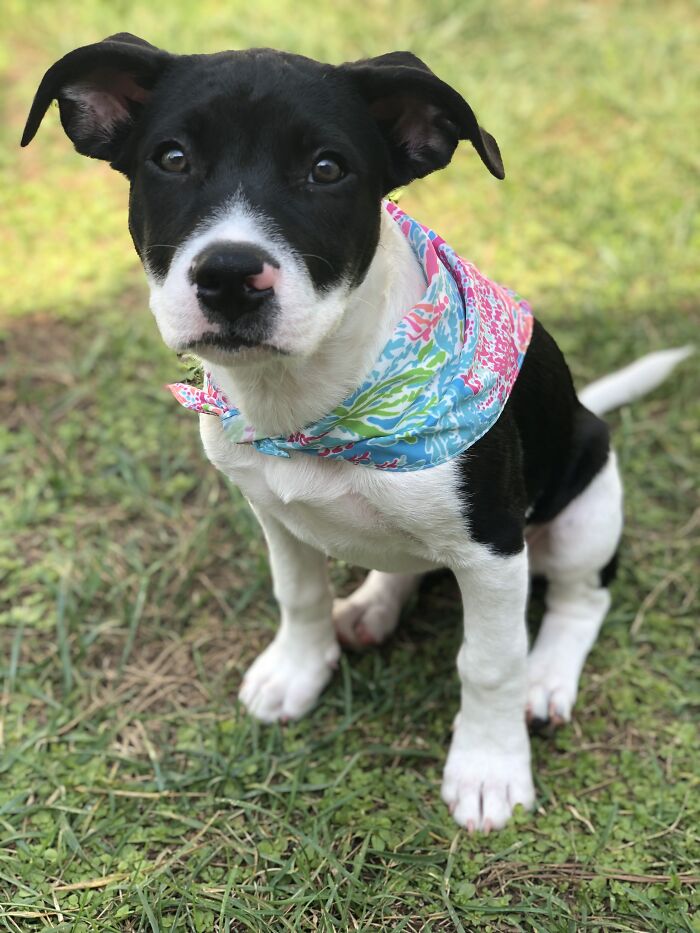 Hey Pandas, Post Your Most Wholesome Image Or Drawing Hey Pandas, Post Your Most Wholesome Image Or Drawing