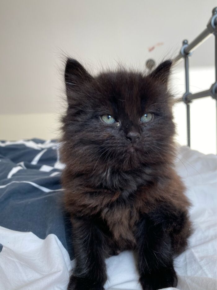 Hey Pandas, Post Your Most Wholesome Image Or Drawing Hey Pandas, Post Your Most Wholesome Image Or Drawing