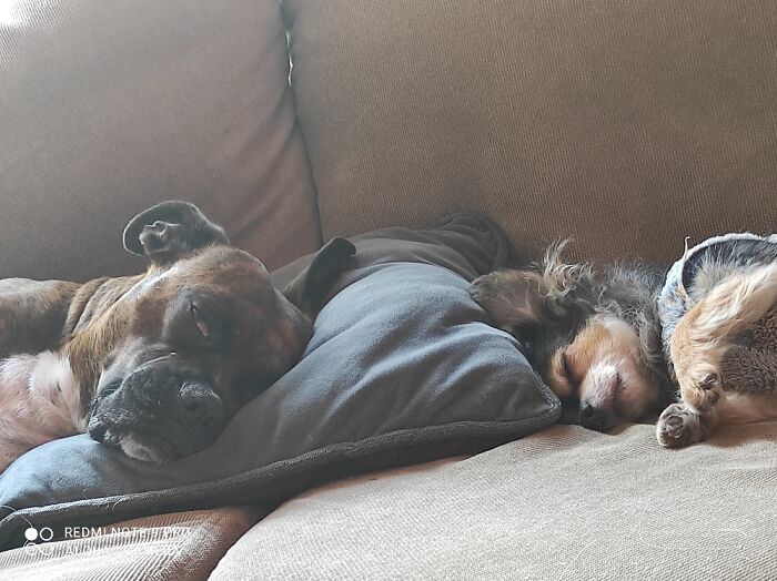 Hey Pandas, Post Your Most Wholesome Image Or Drawing Hey Pandas, Post Your Most Wholesome Image Or Drawing