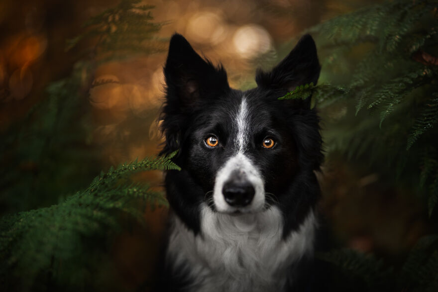 I Create Stunning Photos Of My Two Border Collies