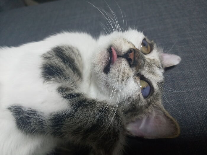 Hey Pandas, Post The Funniest Picture Of Your Pet Hey Pandas, Post The Funniest Picture Of Your Pet