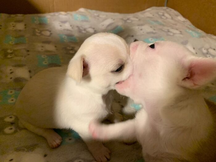 Hey Pandas, Post The Funniest Picture Of Your Pet Hey Pandas, Post The Funniest Picture Of Your Pet