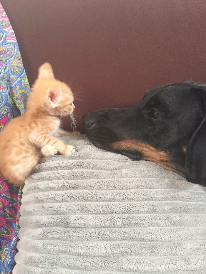 Hey Pandas, Post The Funniest Picture Of Your Pet Hey Pandas, Post The Funniest Picture Of Your Pet