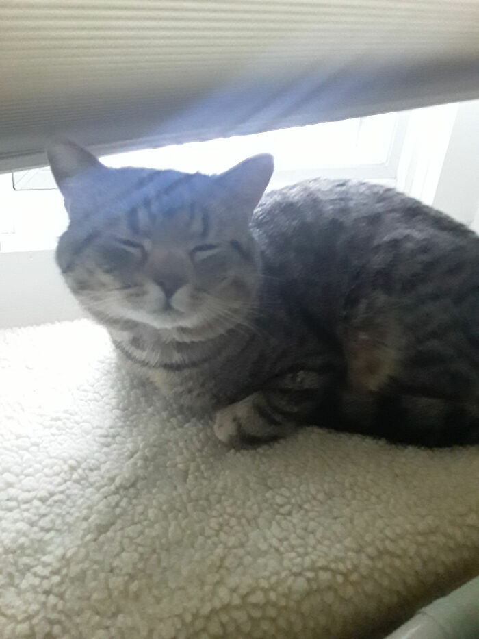 Hey Pandas, Post The Funniest Picture Of Your Pet Hey Pandas, Post The Funniest Picture Of Your Pet