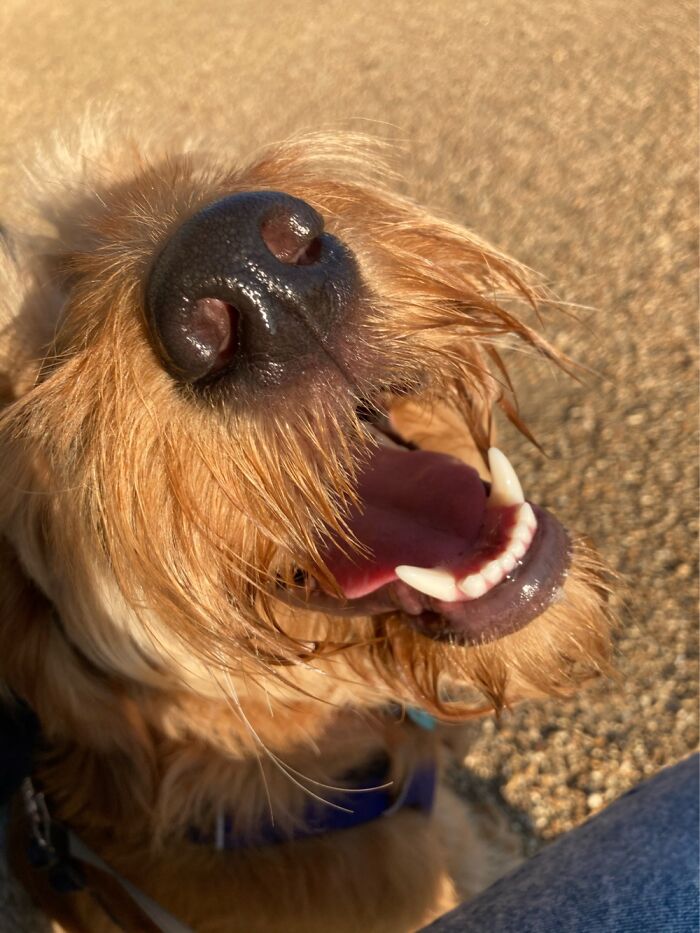 Hey Pandas, Post The Funniest Picture Of Your Pet Hey Pandas, Post The Funniest Picture Of Your Pet