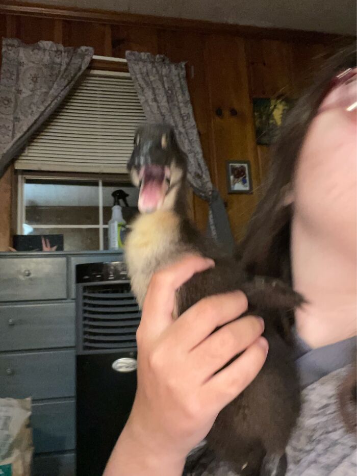 Hey Pandas, Post The Funniest Picture Of Your Pet Hey Pandas, Post The Funniest Picture Of Your Pet