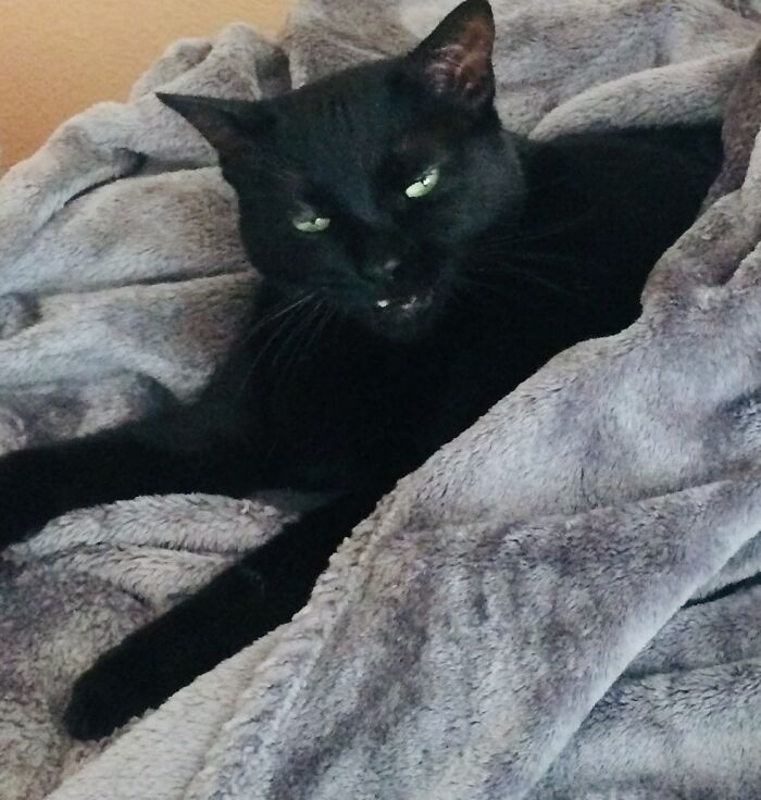 Hey Pandas, Post The Funniest Picture Of Your Pet Hey Pandas, Post The Funniest Picture Of Your Pet