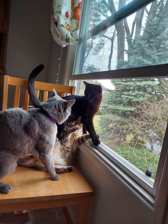 Hey Pandas, Post The Funniest Picture Of Your Pet Hey Pandas, Post The Funniest Picture Of Your Pet