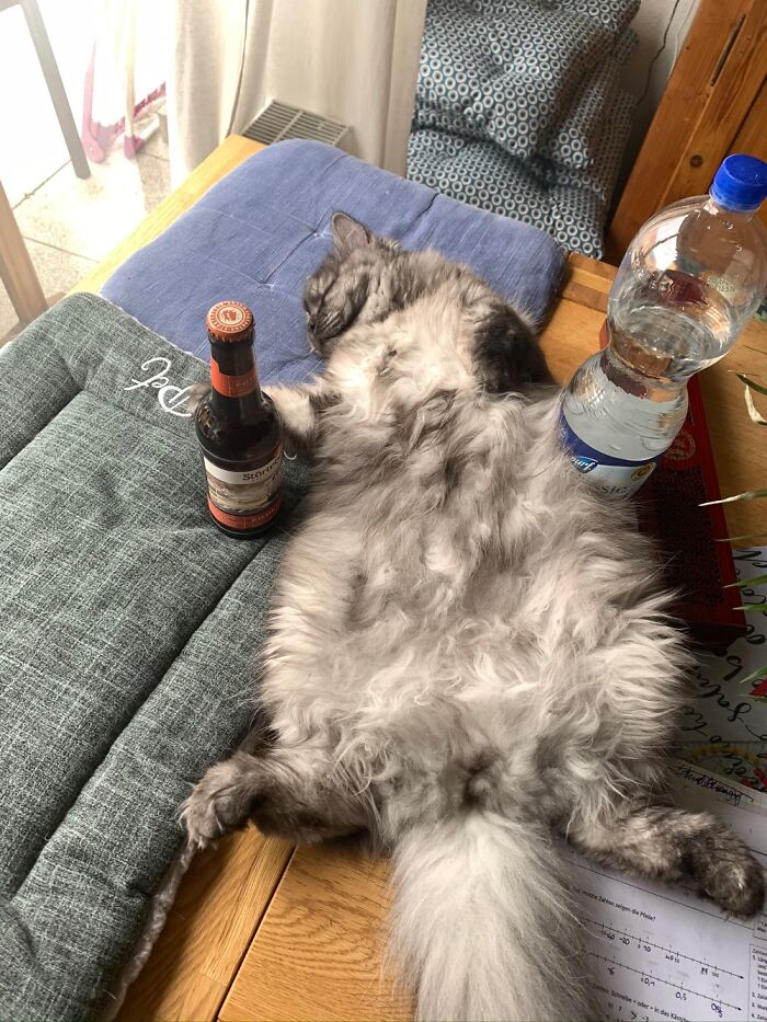 Hey Pandas, Post The Funniest Picture Of Your Pet Hey Pandas, Post The Funniest Picture Of Your Pet