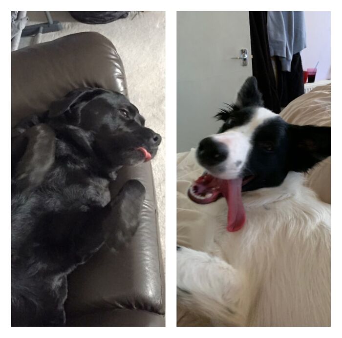 Hey Pandas, Post The Funniest Picture Of Your Pet Hey Pandas, Post The Funniest Picture Of Your Pet