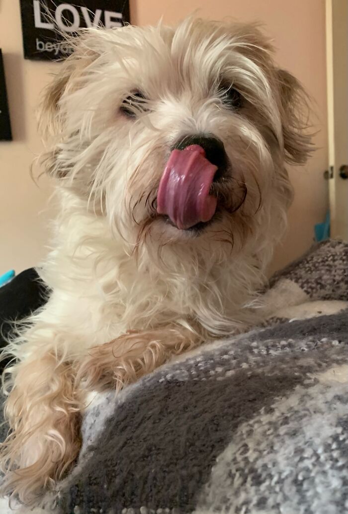 Hey Pandas, Post The Funniest Picture Of Your Pet Hey Pandas, Post The Funniest Picture Of Your Pet