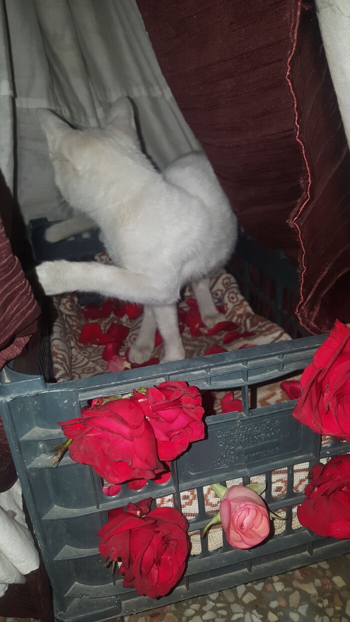 Hey Pandas, Post The Funniest Picture Of Your Pet Hey Pandas, Post The Funniest Picture Of Your Pet