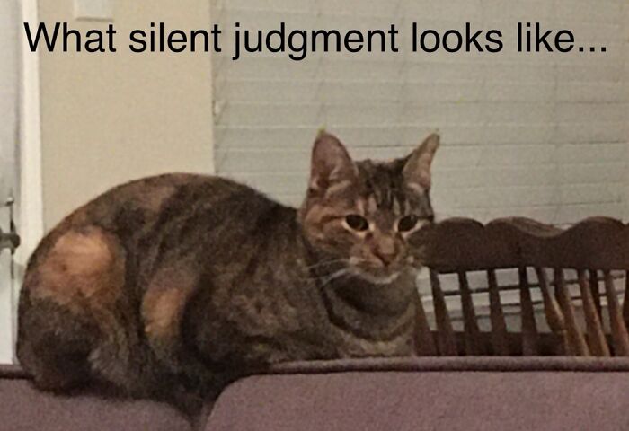 Hey Pandas, Post The Funniest Picture Of Your Pet Hey Pandas, Post The Funniest Picture Of Your Pet