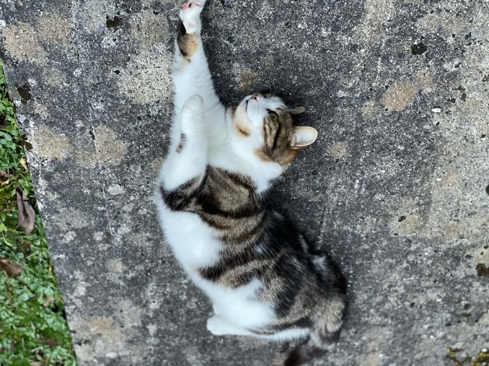 Hey Pandas, Post The Funniest Picture Of Your Pet Hey Pandas, Post The Funniest Picture Of Your Pet