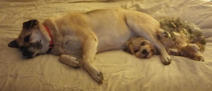 Hey Pandas, Post The Funniest Picture Of Your Pet Hey Pandas, Post The Funniest Picture Of Your Pet