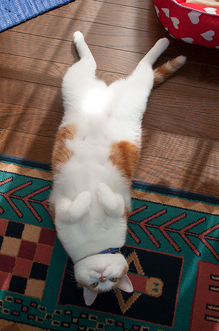 Hey Pandas, Post The Funniest Picture Of Your Pet Hey Pandas, Post The Funniest Picture Of Your Pet