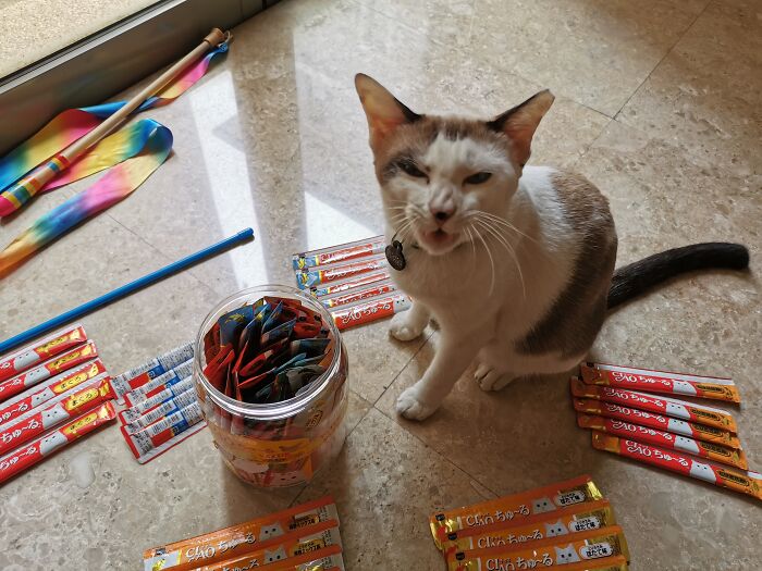 Hey Pandas, Post The Funniest Picture Of Your Pet Hey Pandas, Post The Funniest Picture Of Your Pet