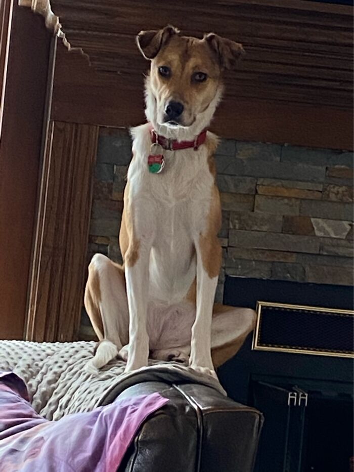 Hey Pandas, Post The Funniest Picture Of Your Pet Hey Pandas, Post The Funniest Picture Of Your Pet