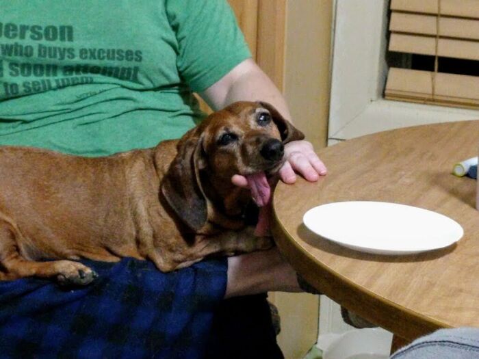 Hey Pandas, Post The Funniest Picture Of Your Pet Hey Pandas, Post The Funniest Picture Of Your Pet