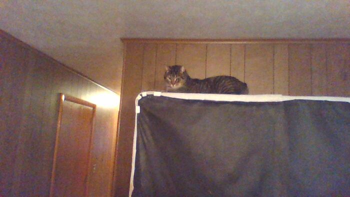 Hey Pandas, Post The Funniest Picture Of Your Pet Hey Pandas, Post The Funniest Picture Of Your Pet