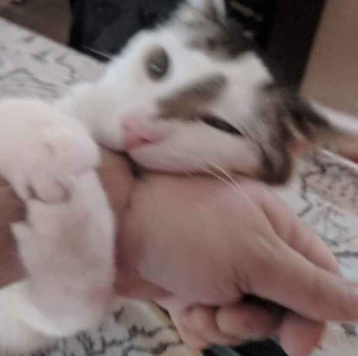 Hey Pandas, Post The Funniest Picture Of Your Pet Hey Pandas, Post The Funniest Picture Of Your Pet