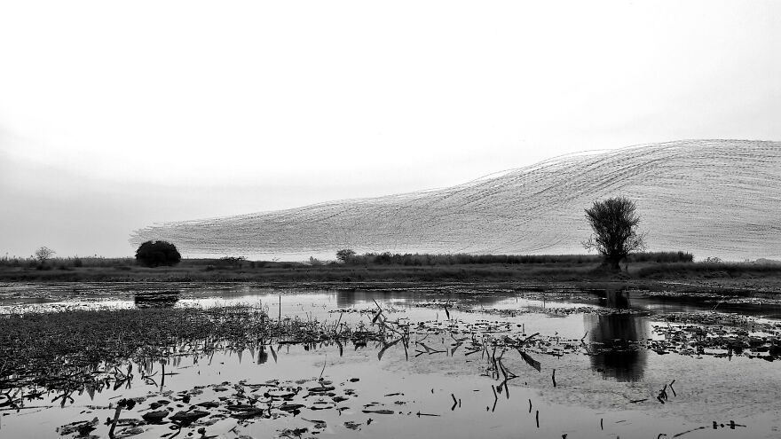 &#8220;When Birds Paint The Sky&#8221;:
i Created A Series Of Creative Renders Out Of Starling&#8217;s Murmuration