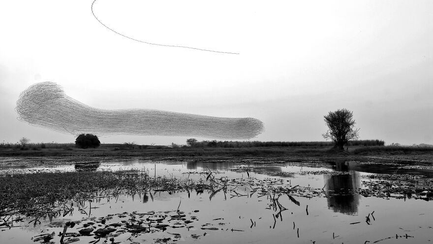 &#8220;When Birds Paint The Sky&#8221;:
i Created A Series Of Creative Renders Out Of Starling&#8217;s Murmuration