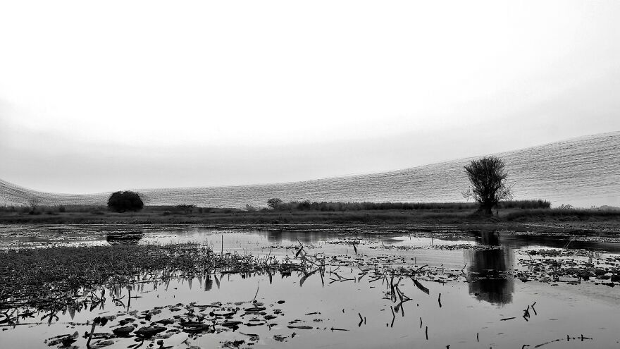 &#8220;When Birds Paint The Sky&#8221;:
i Created A Series Of Creative Renders Out Of Starling&#8217;s Murmuration