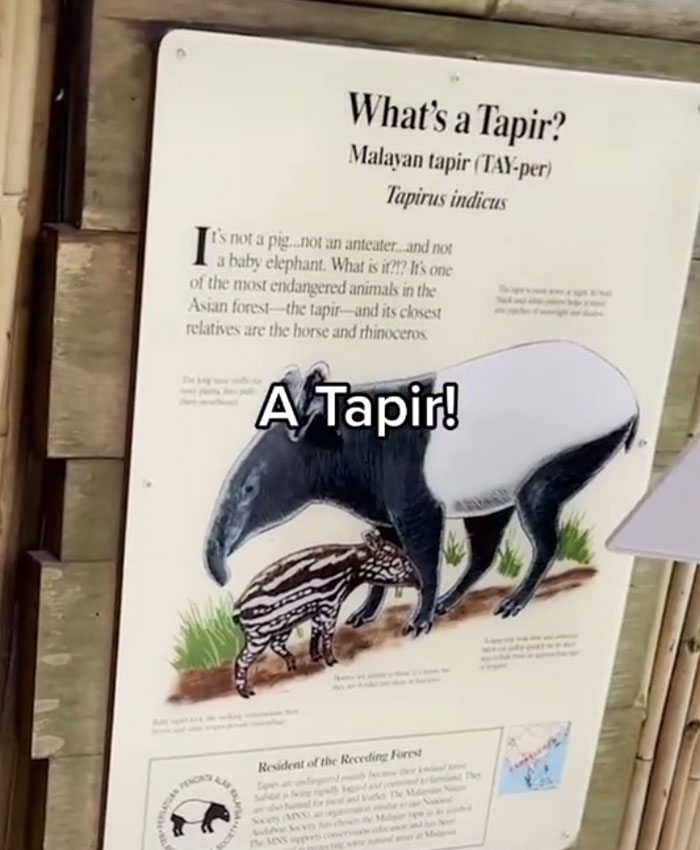 Kindergarten Teacher’s Virtual Field Trip To The Zoo Is Melting People’s Hearts