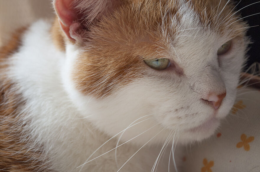 For The Past 5 Years, I’ve Been Taking Photographs Of Our Cats Every Single Day For The Past 5 Years, I’ve Been Taking Photographs Of Our Cats Every Single Day