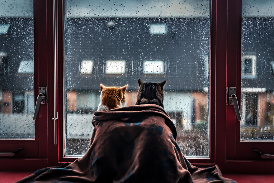 After His Best Buddy Passed Away, I Made It My Promise To Find Him A New Friend After His Best Buddy Passed Away, I Made It My Promise To Find Him A New Friend