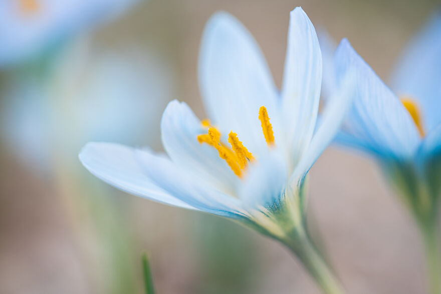 We Visited The Largest Crocus Flower Collection In The World Starts Blooming