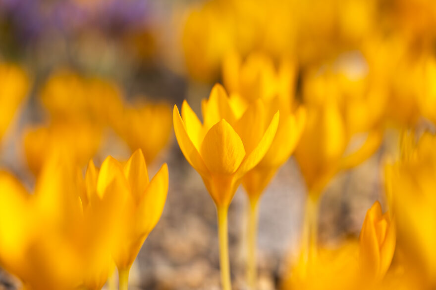 We Visited The Largest Crocus Flower Collection In The World Starts Blooming