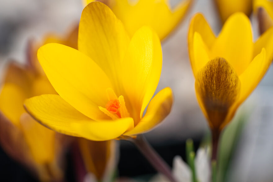 We Visited The Largest Crocus Flower Collection In The World Starts Blooming