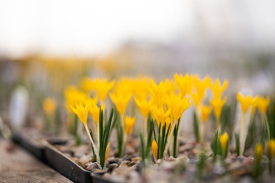 We Visited The Largest Crocus Flower Collection In The World Starts Blooming