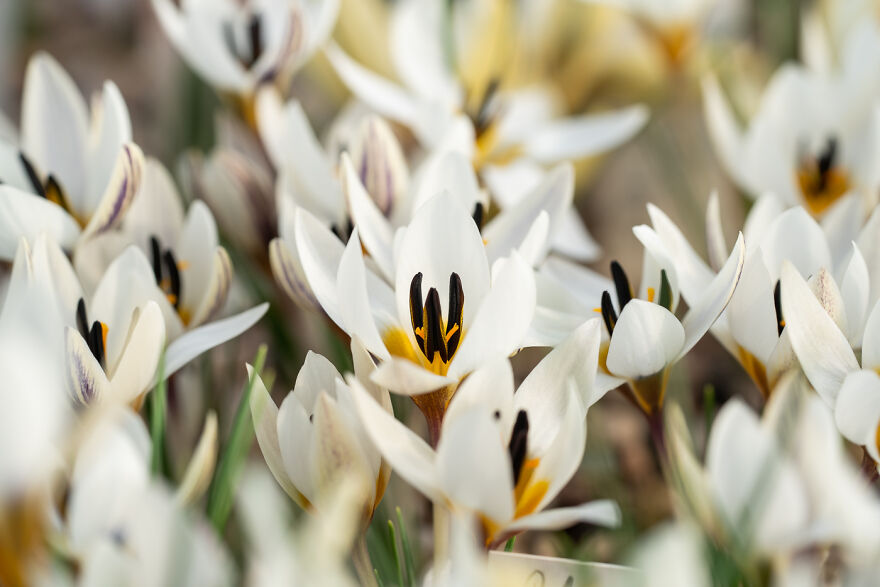 We Visited The Largest Crocus Flower Collection In The World Starts Blooming