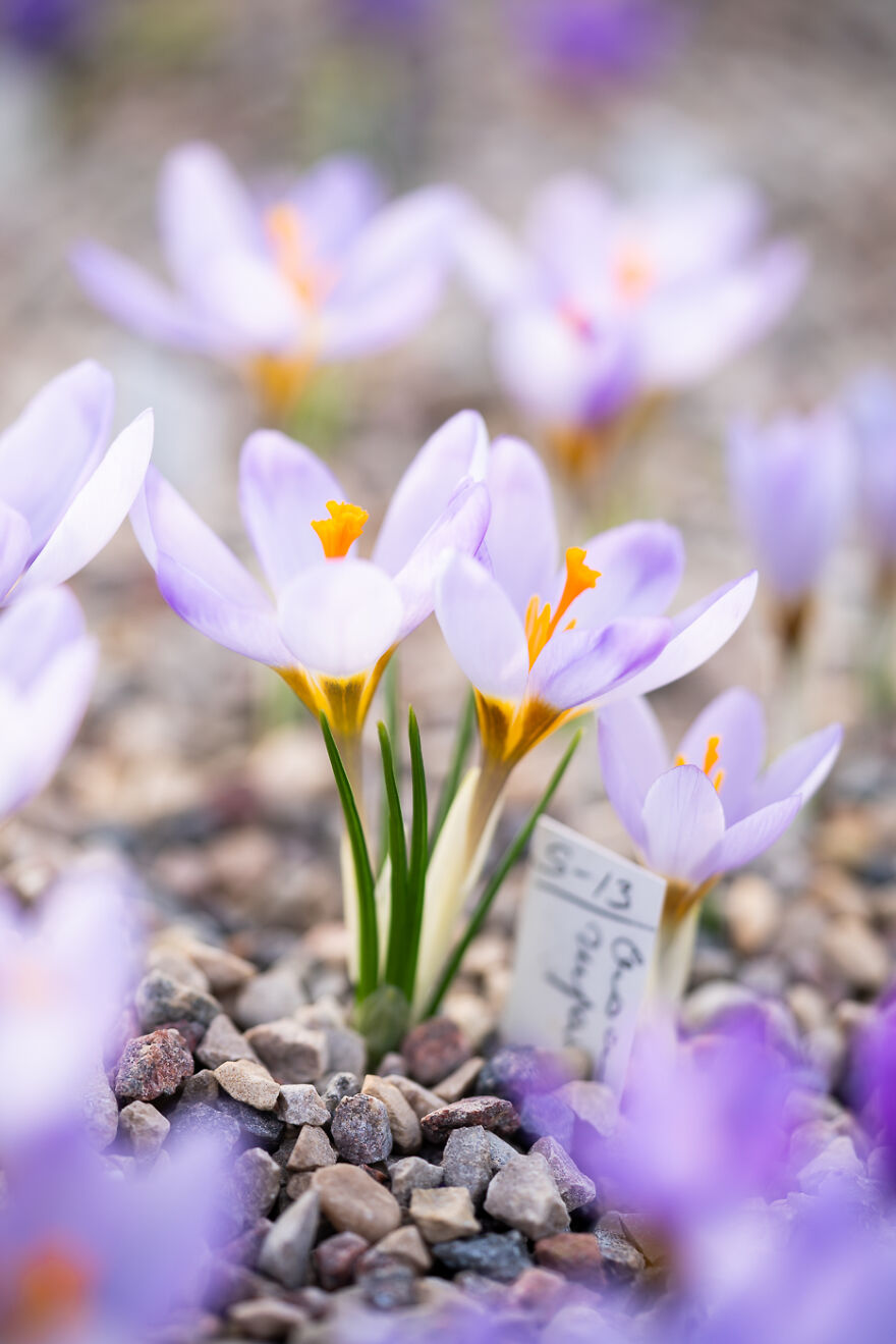 We Visited The Largest Crocus Flower Collection In The World Starts Blooming