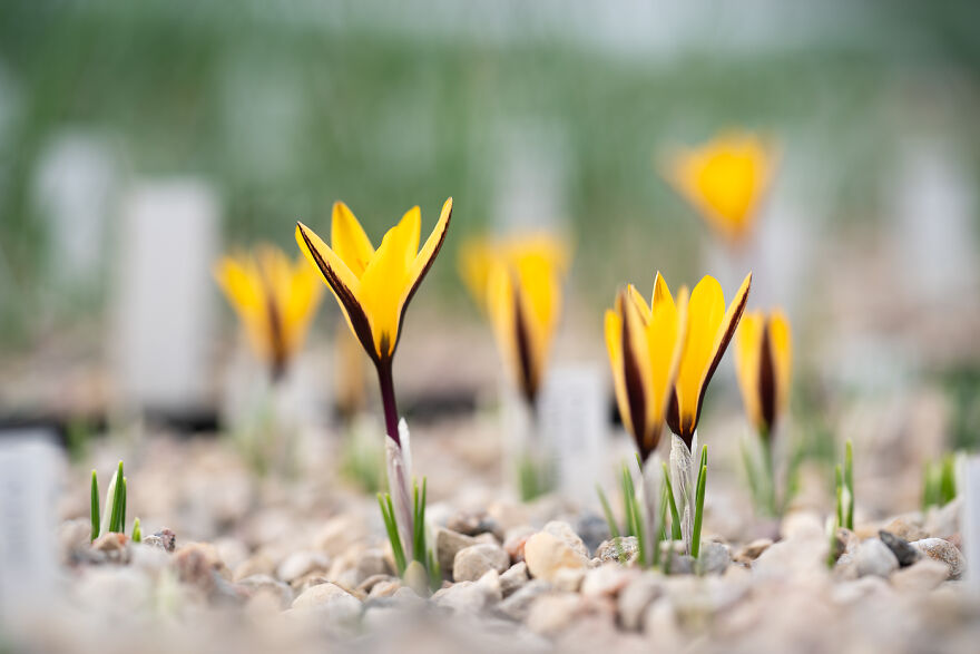 We Visited The Largest Crocus Flower Collection In The World Starts Blooming