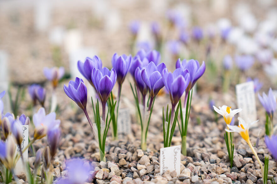 We Visited The Largest Crocus Flower Collection In The World Starts Blooming