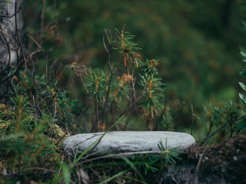 My Forest Animations My Forest Animations