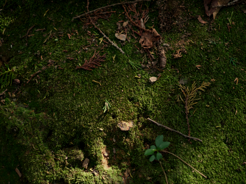 My Forest Animations My Forest Animations