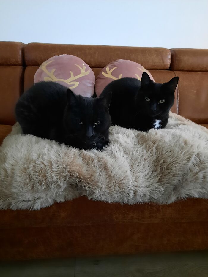 Hey Pandas, Post A Picture Of Your Pet (Closed) Hey Pandas, Post A Picture Of Your Pet (Closed)