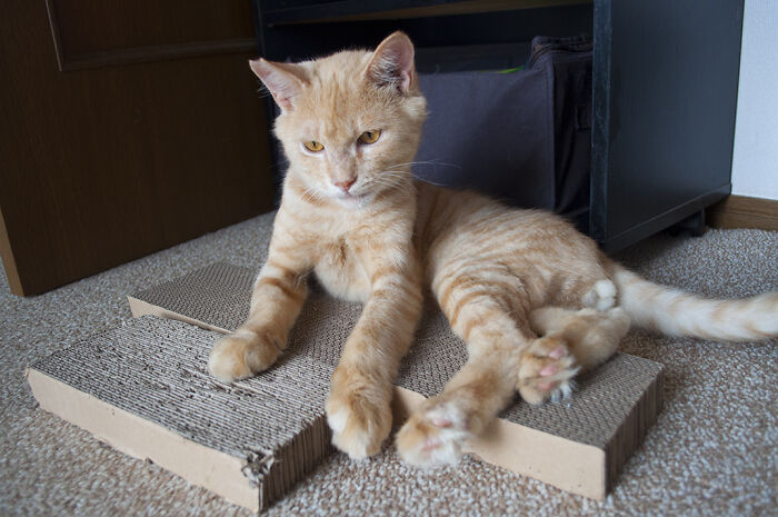 More Photos Of Chataro’s Amazing Transformation More Photos Of Chataro’s Amazing Transformation