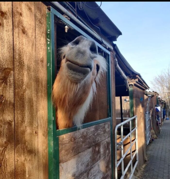 Hey Pandas, Show Me The Weirdest Pet Pic You Have (Closed) Hey Pandas, Show Me The Weirdest Pet Pic You Have (Closed)