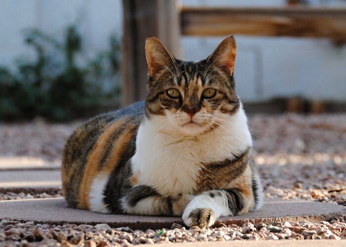 Hey Pandas, Post The Cutest Cat Photo To Win (Closed) Hey Pandas, Post The Cutest Cat Photo To Win (Closed)