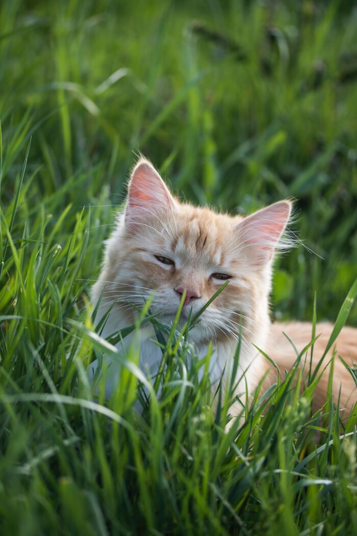 Hey Pandas, Post The Cutest Cat Photo To Win (Closed) Hey Pandas, Post The Cutest Cat Photo To Win (Closed)